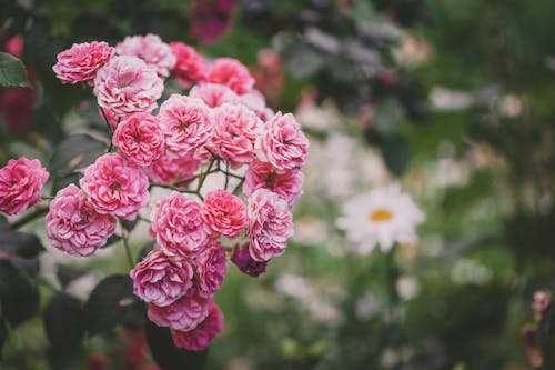 Imagine de stoc gratuită din botanic, centrale, flori roz