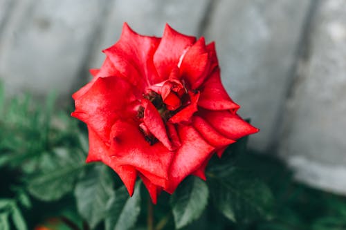 Head of a Red Blooming Flower