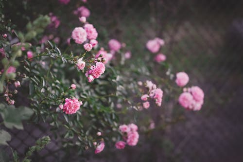 Pink Flowers in the Garden
