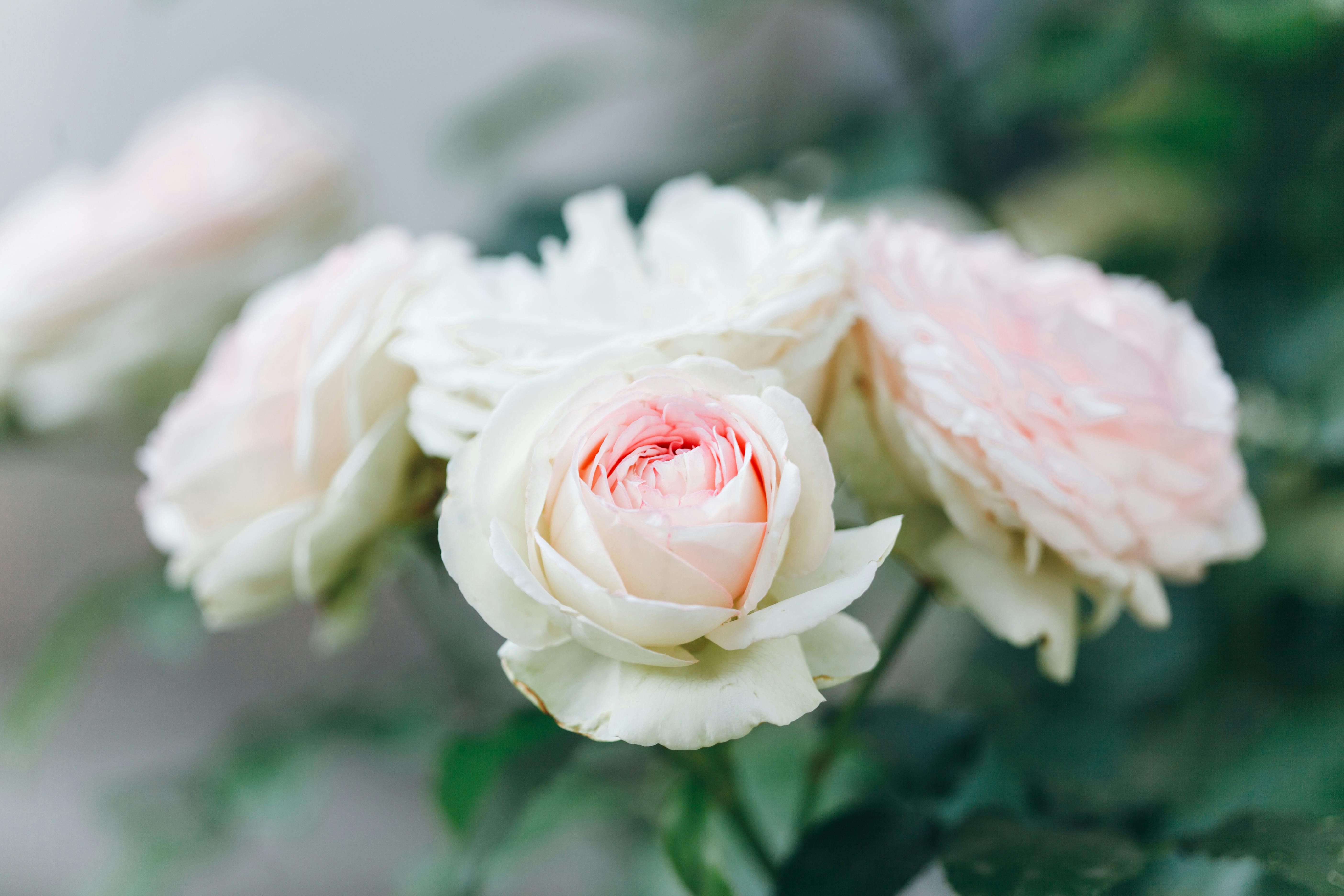 Cluster of Beautiful Roses · Free Stock Photo