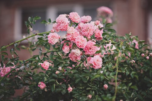 Photo of Blooming Pink Flowers