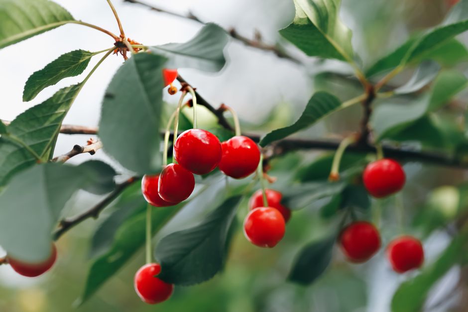 Close-up of ripe red cherries hanging from a branch with green leaves, symbolizing health and nature.