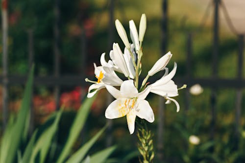 Free White Madonna Lily in the Garden Stock Photo