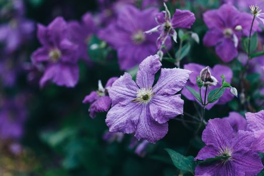 Close Up Photo of Purple Flowers