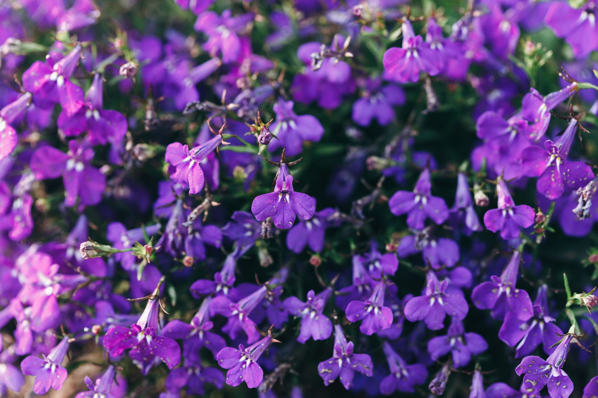 Vivid purple Lobelia erinus flowers in full bloom, captured up close.