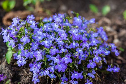 Purple Flower Plants on the Ground