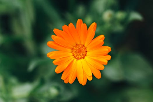 Detailed close-up of a vibrant orange marigold flower with a blurred background.