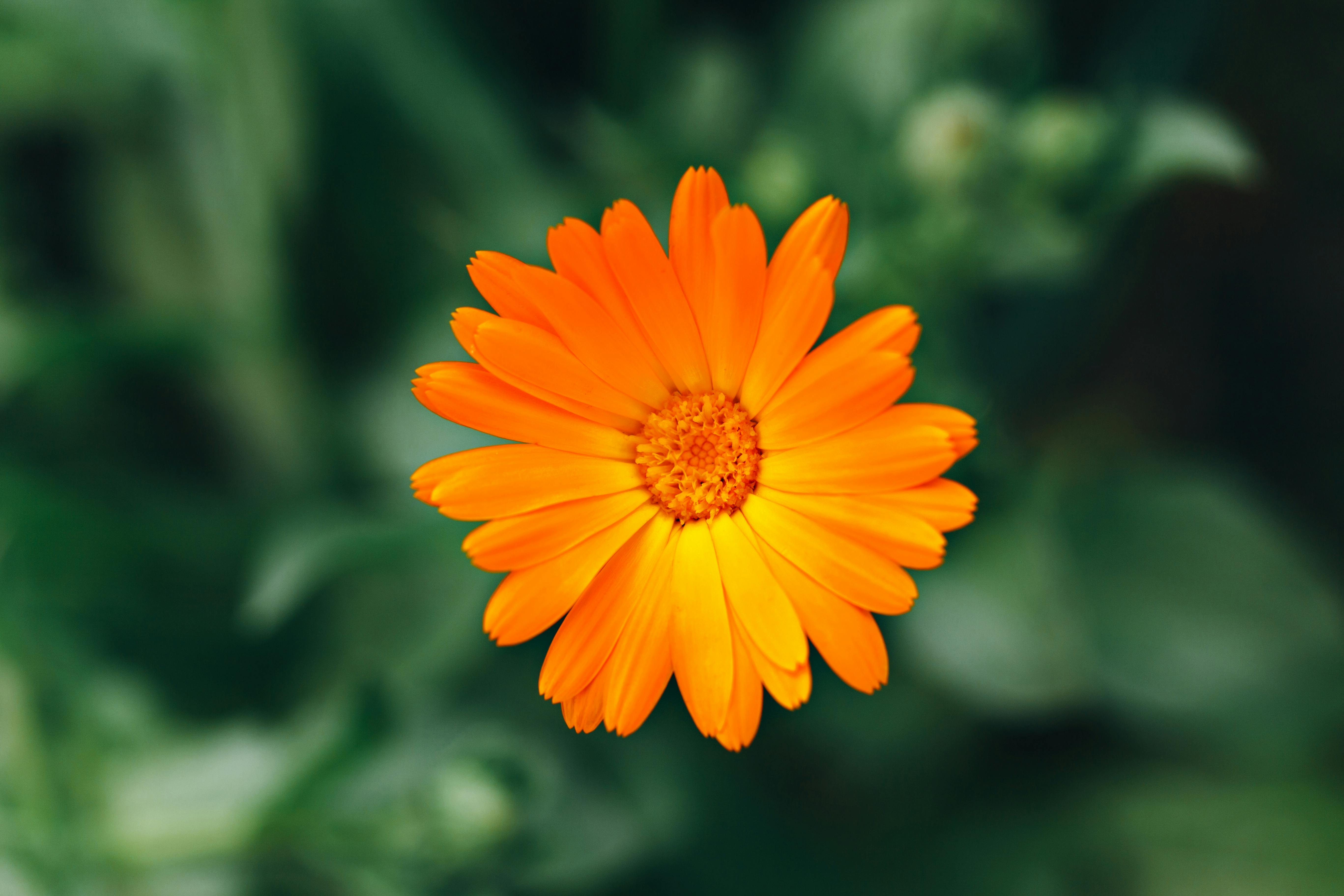 Orange Flowers on Flower Field · Free Stock Photo