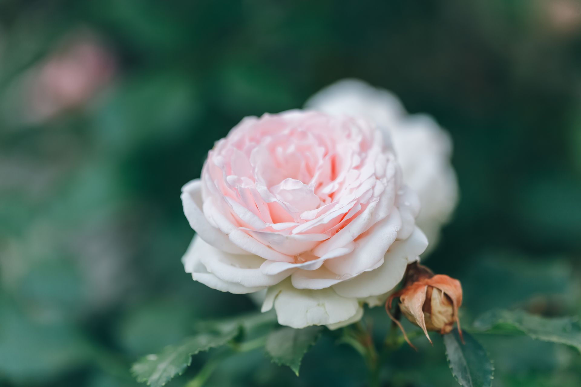 Close-up of a delicate English rose in full bloom with soft pink petals.