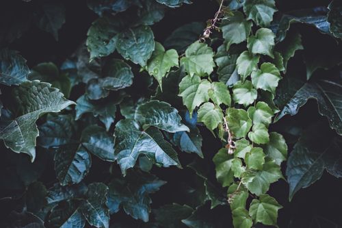 Free Vibrant Boston ivy leaves showcasing diverse green shades in close-up view. Stock Photo