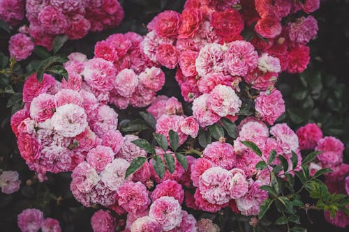 Clusters of Pink Flowers in the Garden