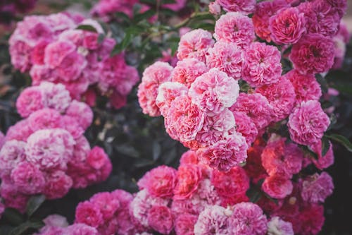 Fotos de stock gratuitas de bonito, delicado, floración
