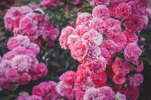 Free Lush pink roses in full bloom, creating a vibrant, fragrant garden display. Stock Photo
