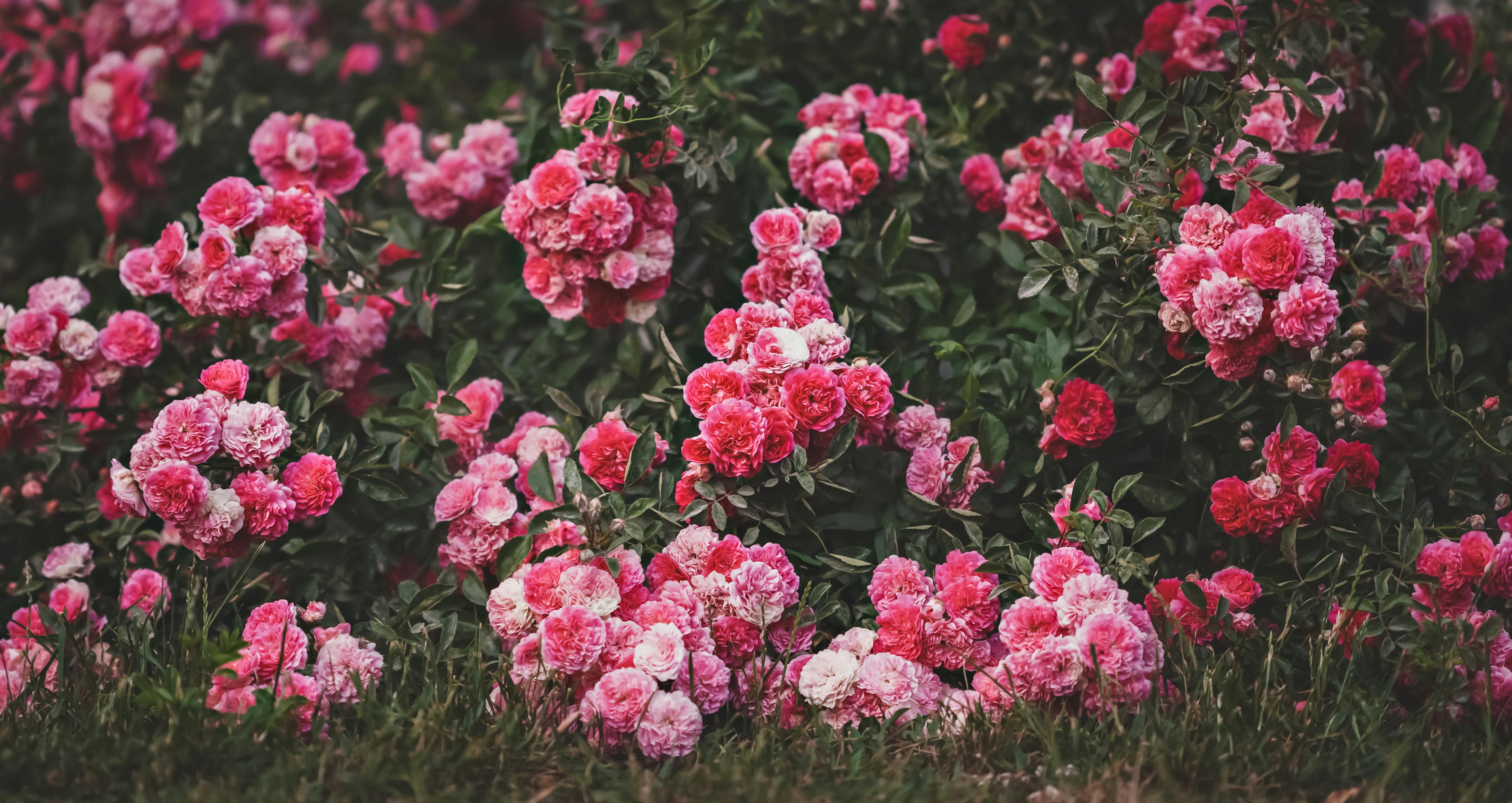 Beautiful Dark Pink Rosebush · Free Stock Photo, image size:4843x2571