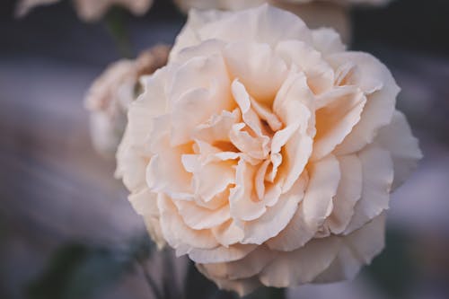 Close Up Photo of a Beautiful Flower