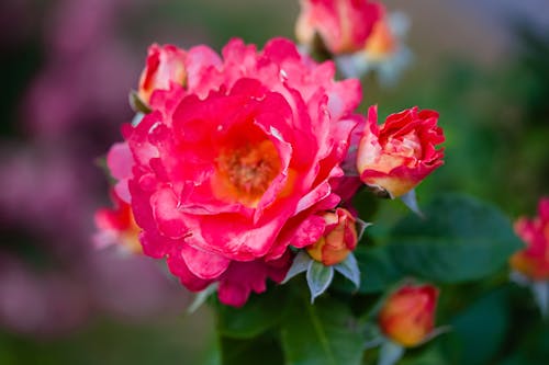 Red Roses in the Garden