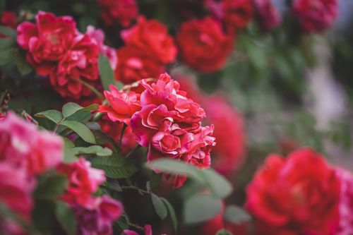 Free Close-up of vibrant red roses in full bloom, showcasing delicate petals and lush greenery. Stock Photo