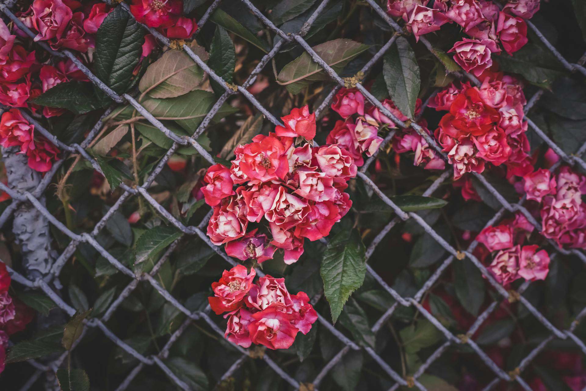 Beautiful red roses blooming through a metal chainlink fence in summer.