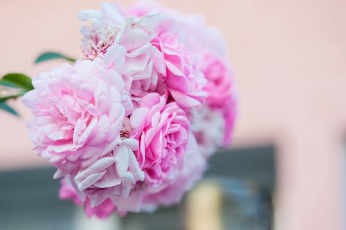 Pink Peonies Blooming Outdoors