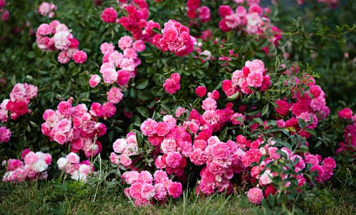 Clusters of Pink Roses Near Grass