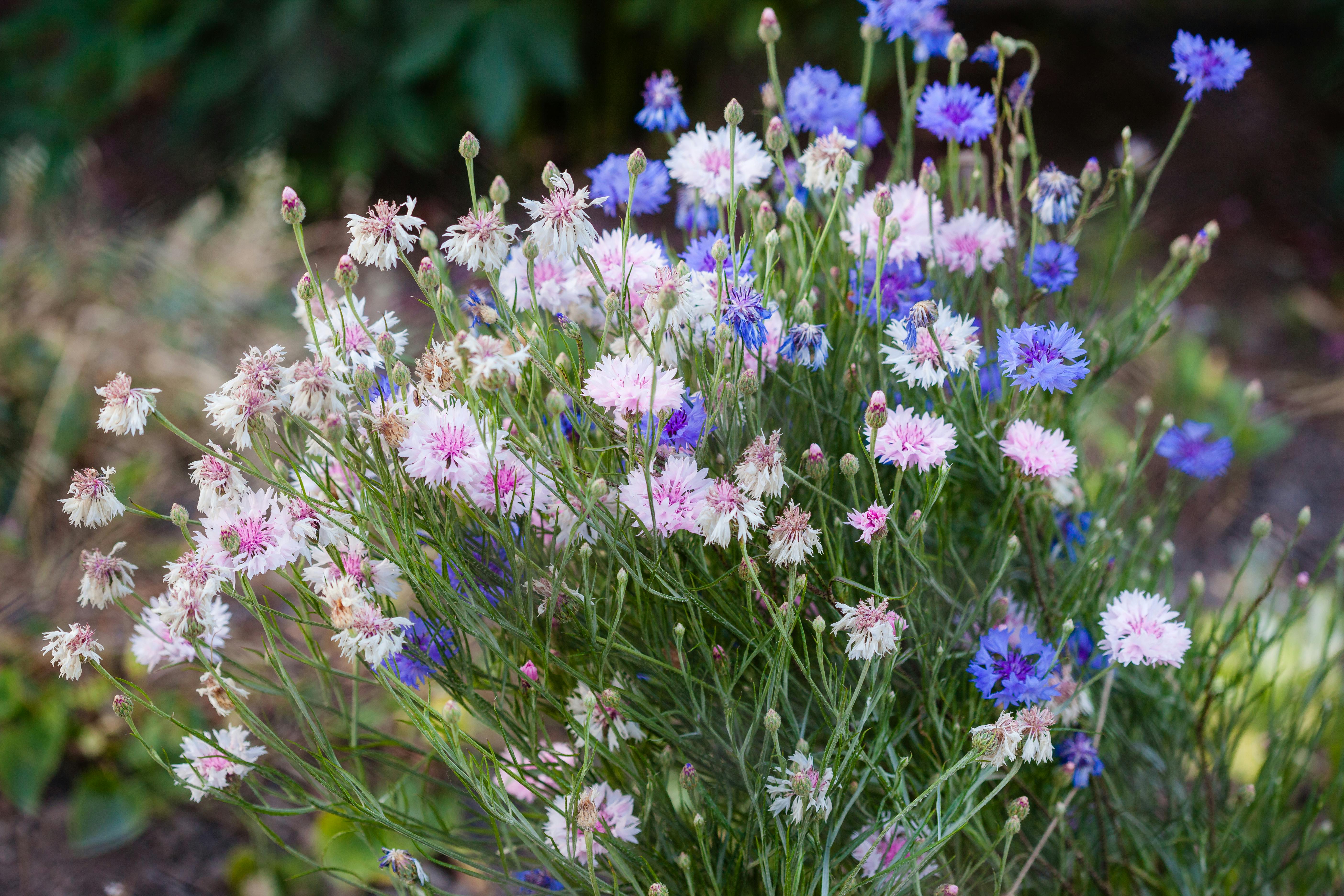 Close-up of colorful cornflowers with pink and blue blooms outdoors.