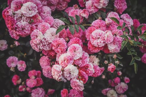 Free Beautifully captured close-up of vibrant pink roses in full bloom against dark foliage. Stock Photo