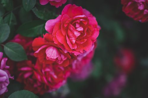 Free A detailed close-up of vibrant red roses in full bloom, showcasing nature's beauty and elegance. Stock Photo