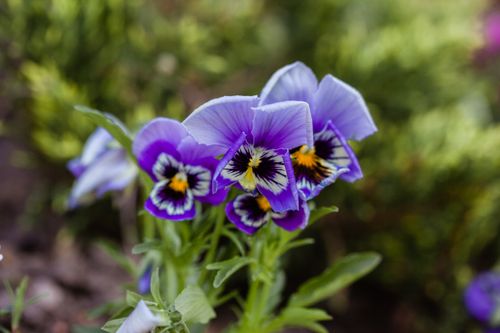 Free Close-up of beautiful purple pansies in bloom, highlighting their delicate petals and vivid colors. Stock Photo
