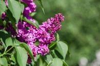 Common Lilac Flowers in Close Up Photography