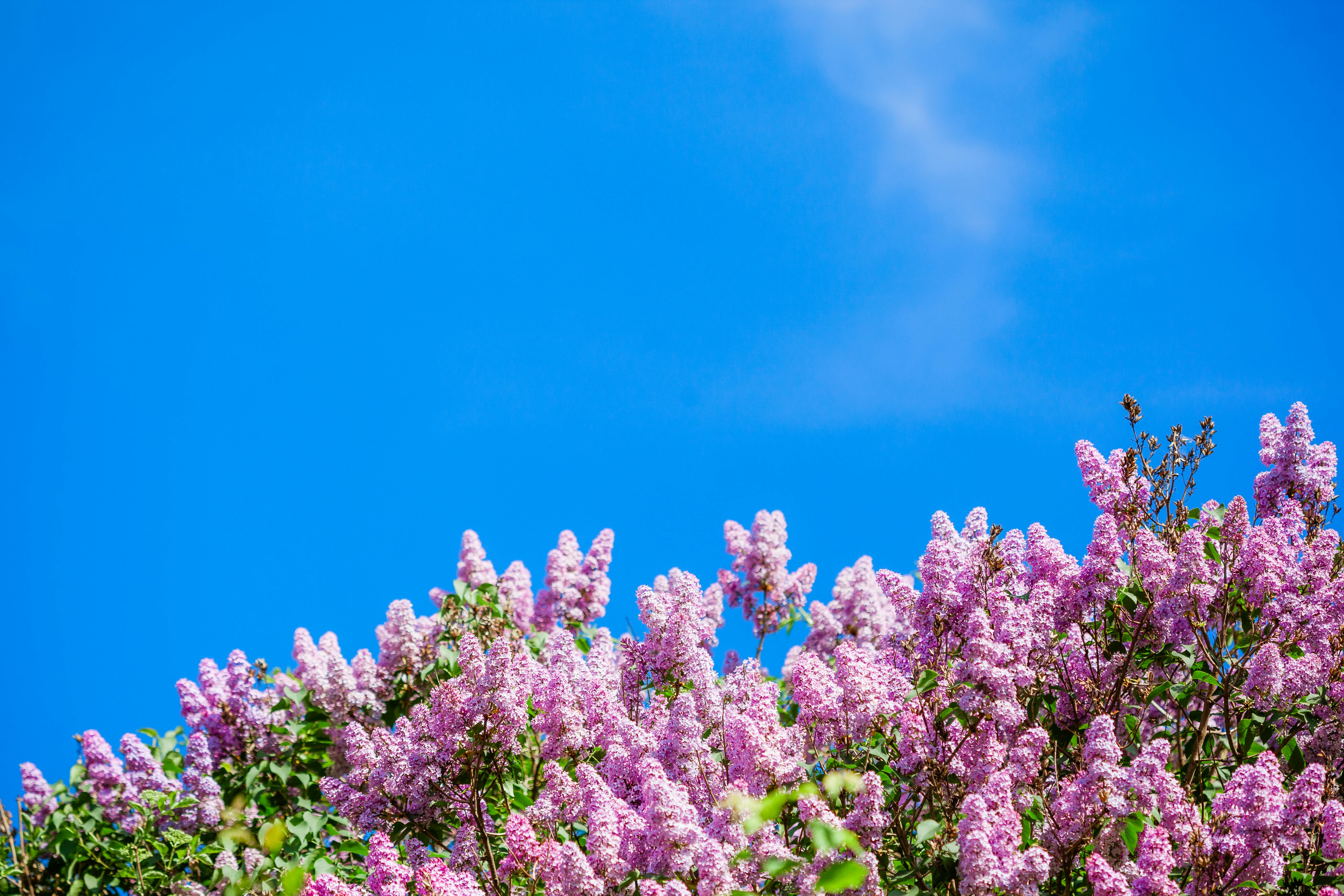 Common Lilac Flowers Under Blue sky · Free Stock Photo
