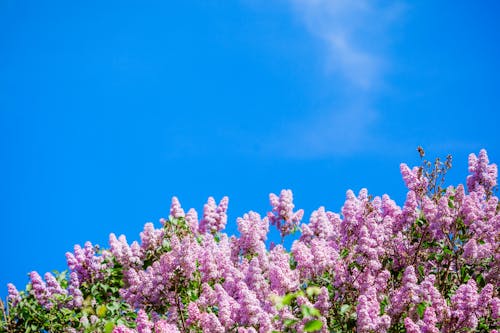 Kostnadsfri bild av blå himmel, blommar, blommor