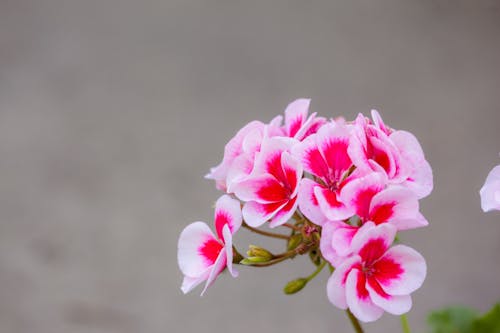 bitki, çiçek, çiçeklenmek içeren Ücretsiz stok fotoğraf
