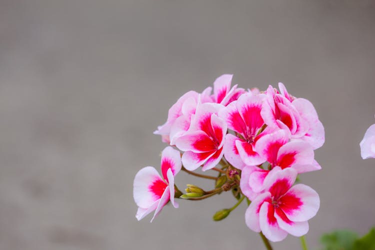 Close Up Shot Of A Regal Pelargonium