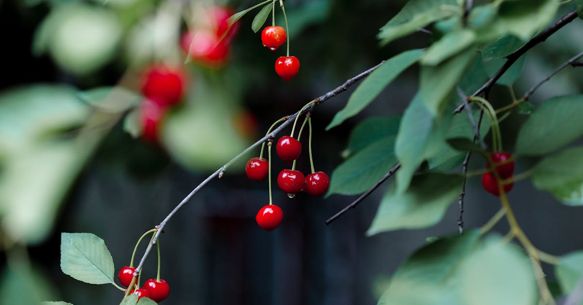 Cherry Pitting With Straw