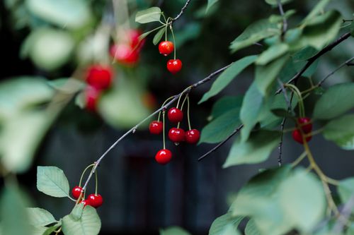 Free A cluster of vibrant red cherries hanging on a green leafy branch outdoors. Stock Photo