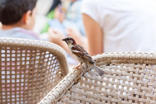 Free A close-up of a Eurasian Tree Sparrow perched on a woven chair with people in the background. Stock Photo