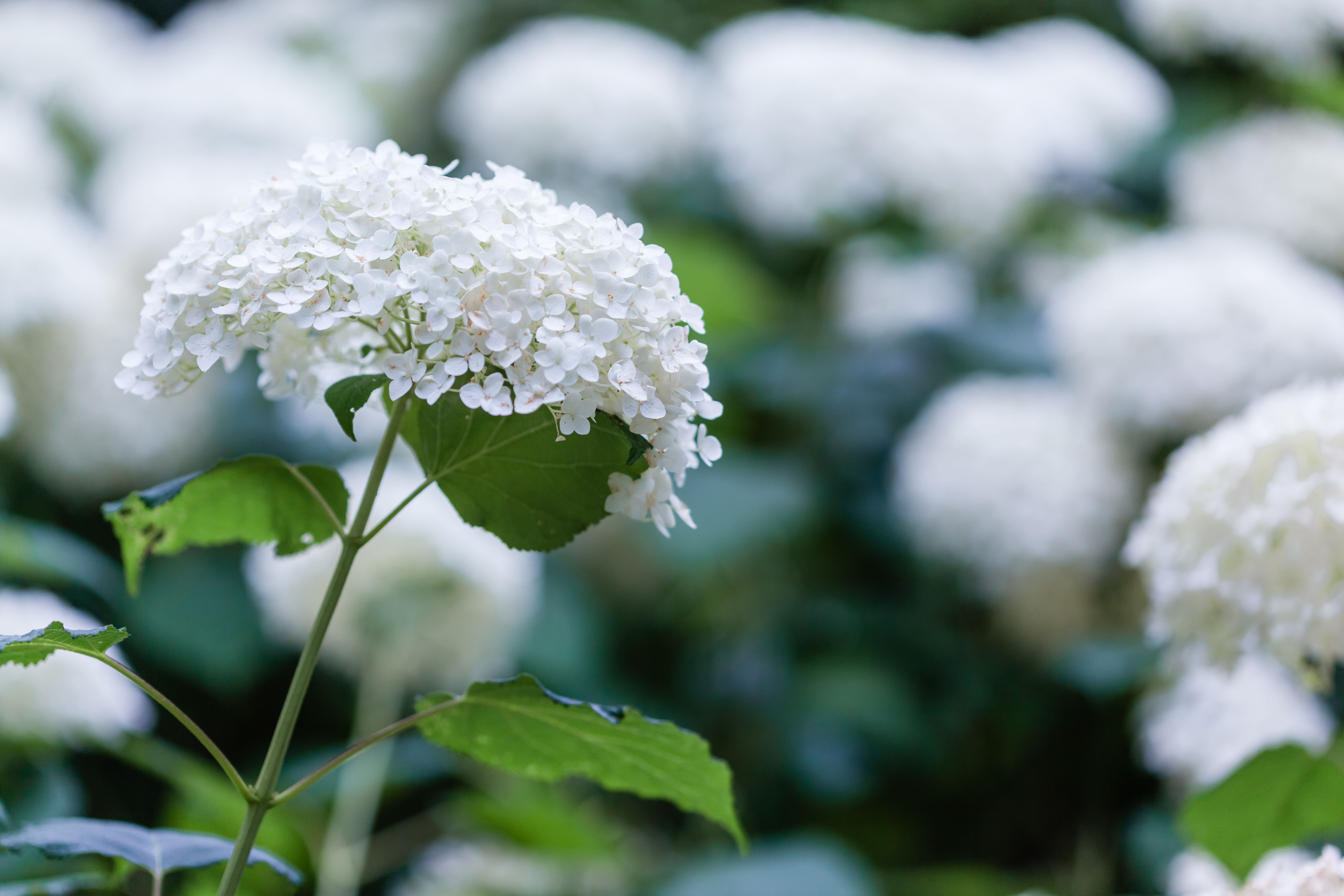 Detailed view of white hydrangea flowers with lush green leaves in a garden setting.
