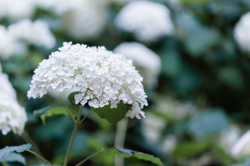 Free White hydrangea flowers blooming with delicate petals in a soft focus background. Stock Photo