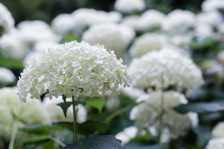 Close-up Of Beautiful White Smooth Hydrangea