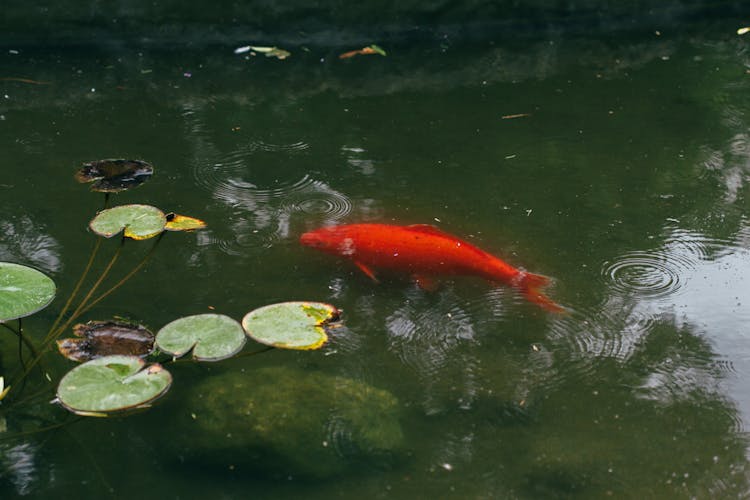 Red Fish On A Fishpond