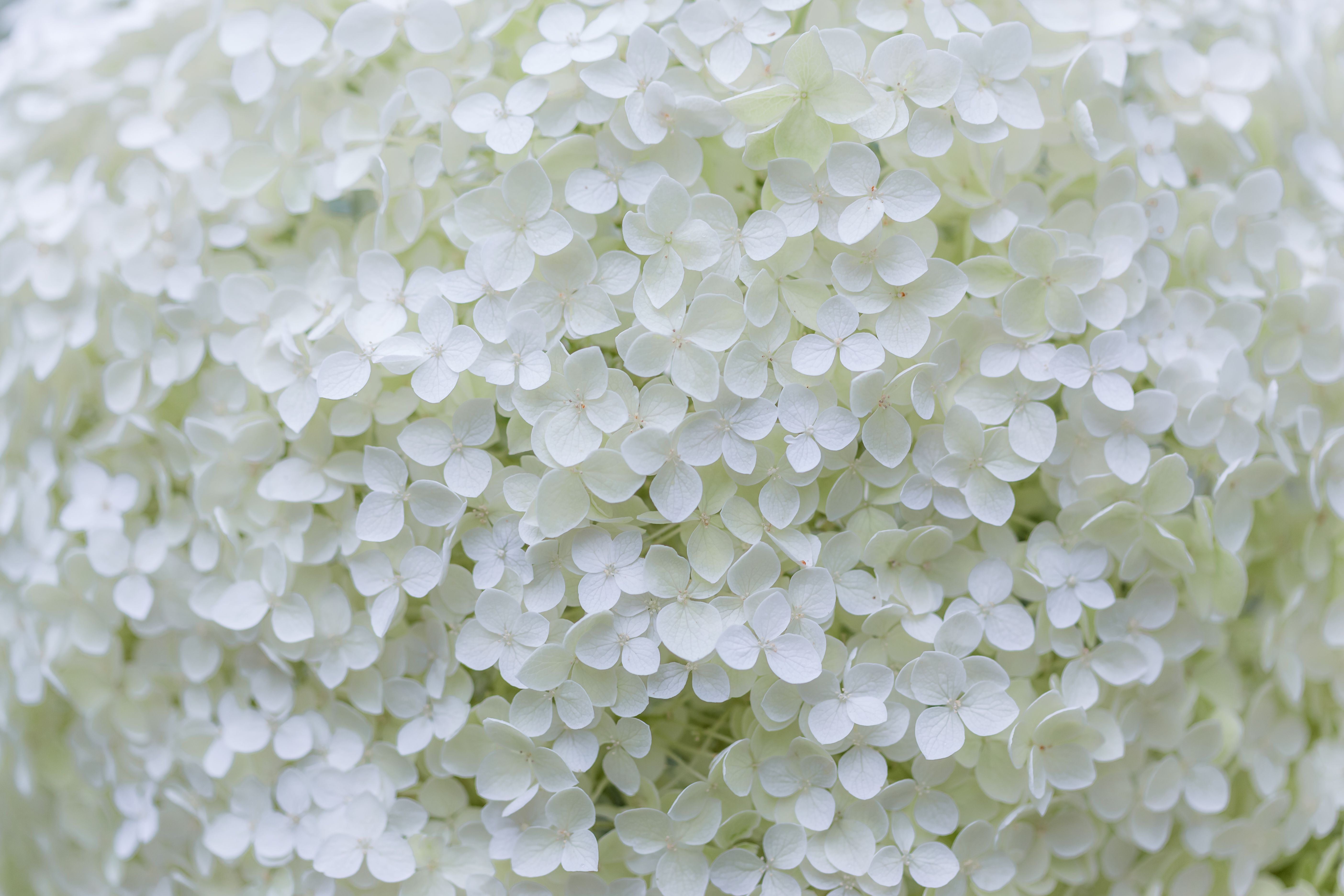 A Close-up Shot of White Flowers in Full Bloom · Free Stock Photo