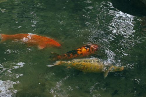 Free Vibrant koi fish swim gracefully in a serene pond, showcasing their bright colors and patterns. Stock Photo