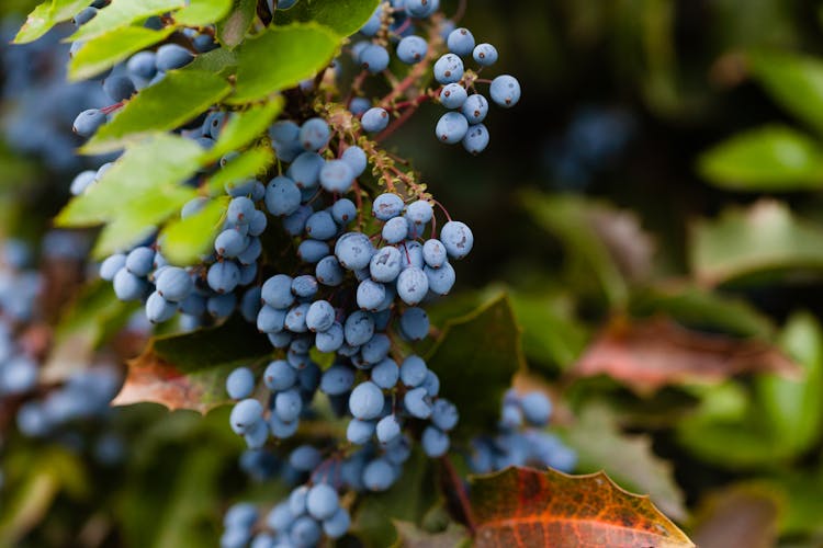 Close-up Of Black Grape Vine 