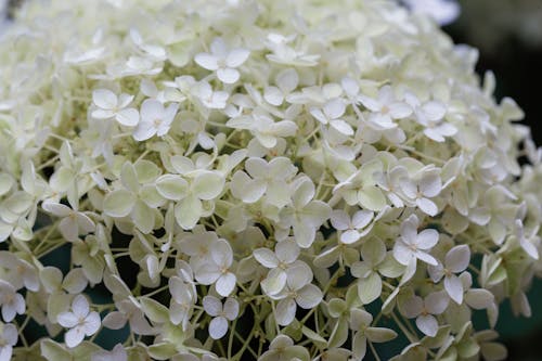 A Close-up Shot of White Flowers in Full Bloom