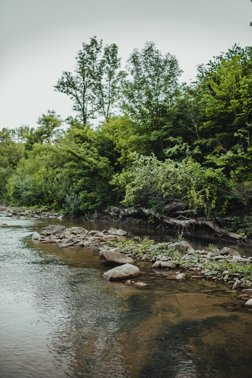 Trees and Rocks Beside the River