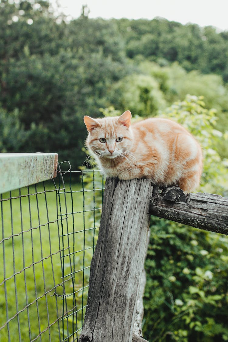 Cat Sitting On Fence