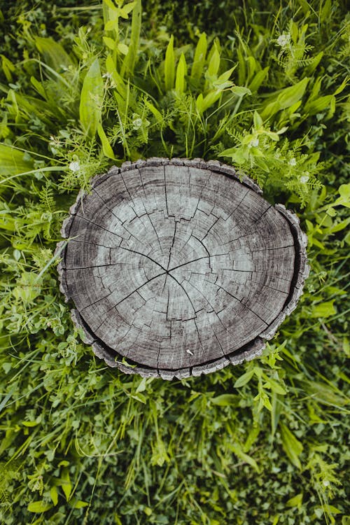 Immagine gratuita di botanico, ceppo di albero, ceppo di legno