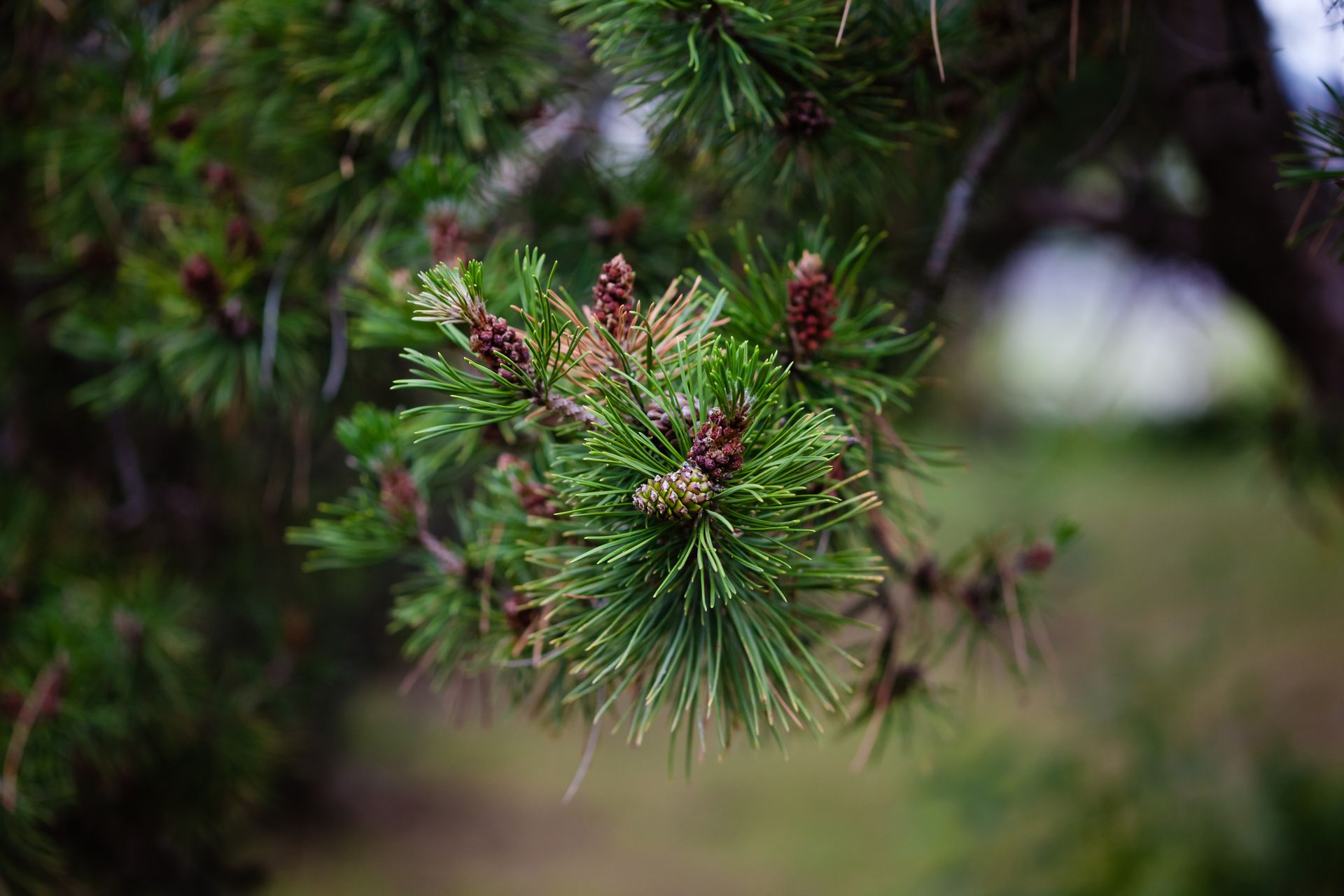 Vibrant close-up of pine needles and budding cones showcasing nature's detail in lush green.
