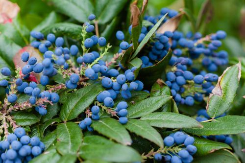 Free Close-up of vivid blue berries with lush green leaves, nature detail. Stock Photo