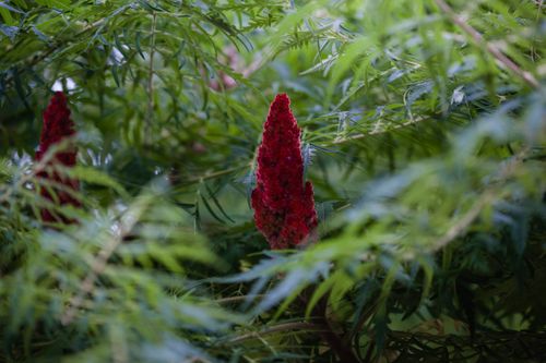 Free Stunning close-up of staghorn sumac (Rhus typhina) in lush foliage, showcasing natural beauty. Stock Photo